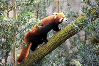 Western Red panda (Ailurus fulgens fulgens), adult, climbing, on tree