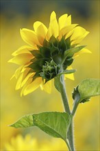 Flowering sunflower (Helianthus annuus) in a sunflower field, Schleswig-Holstein, Germany, Europe