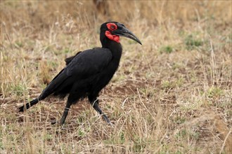 Red-faced hornbill, Southern ground hornbill, Red-cheeked hornbill, Southern hornbill, Kaffir