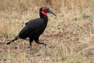 Red-faced hornbill, Southern ground hornbill, Red-cheeked hornbill, Southern hornbill, Kaffir