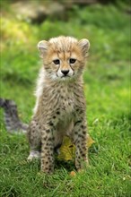 Cheetah, Northeast African cheetah (Acinonyx jubatus soemmeringii), young, ten weeks old, Africa,