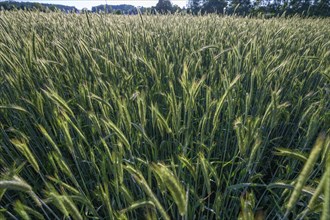 Barley field (Hordeum vulgare) backlit, Bavaria, Germany, Europe