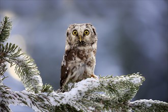 Great Horned Owl (Aegolius funereus), adult on tree in the snow, in winter, alert, Zdarske Vrchy,