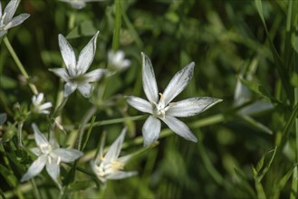 Umbel milk star (Ornithogalum umbellatum), Bavaria, Germany, Europe