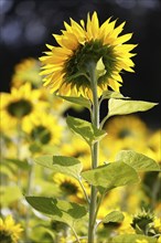 Flowering sunflower (Helianthus annuus) in a sunflower field, Schleswig-Holstein, Germany, Europe