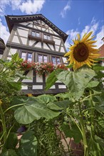 Sunflower in front of a half-timbered house against blue sky with cumulus clouds in Michelstadt,