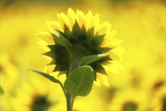 Flowering sunflower (Helianthus annuus) in a sunflower field, Schleswig-Holstein, Germany, Europe