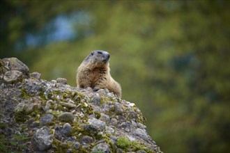 Alpine marmot (Marmota marmota), sitting on a rock and observing its surroundings, spring,