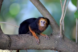 Golden-headed lion tamarin (Leontopithecus chrysomelas), adult on tree, alert, South America