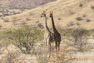 Angola giraffes (Giraffa camelopardalis angolensis), near Khowarib, Damaraland, Kunene Region,