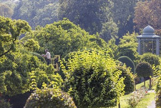 Tree care in autumn. Trees, ornamental shrubs and hedges are pruned at the Wilhelma Zoological and