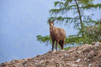 Chamois (Rupicapra rupicapra), standing on rocky ground and observing its surroundings, spring,