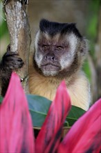 Crested Capuchin (Cebus apella), adult portrait, Pantanal, Mato Grosso, Brazil, South America