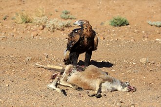 Wedge-tailed eagle (Aquila audax), adult on prey, red giant kangaroo (Macropus rufus), National