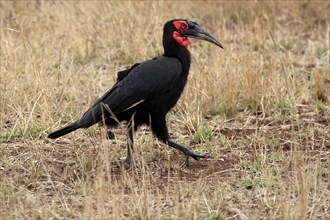 Red-faced hornbill, Southern ground hornbill, Red-cheeked hornbill, Southern hornbill, Kaffir