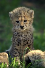 Cheetah, Northeast African cheetah (Acinonyx jubatus soemmeringii), young, seven weeks old, Africa,