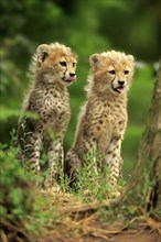 Cheetah, Northeast African cheetah (Acinonyx jubatus soemmeringii), two cubs, siblings, ten weeks