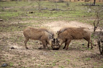 Warthog (Phacochoerus ethiopicus), adult male fighting, Hluhluwe Umfolozi National Park, Hluhluwe