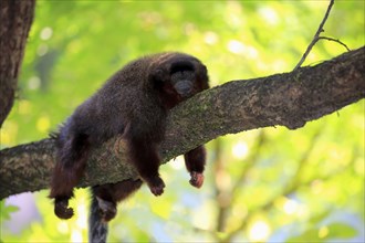 Coppery titi (Callicebus moloch), adult on tree, resting, South America