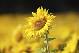 Flowering sunflower (Helianthus annuus) in a sunflower field, Schleswig-Holstein, Germany, Europe