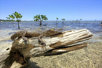 Pointed crocodile (Crocodylus acutusra), juvenile, on the beach, resting on a tree stump, Roatan,