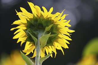 Flowering sunflower (Helianthus annuus), Schleswig-Holstein, Germany, Europe