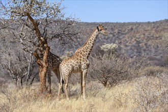 Angola giraffes (Giraffa camelopardalis angolensis), near Palmwag, Damaraland, Kunene Region,