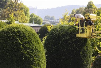 Tree care in autumn. Trees, ornamental shrubs and hedges are pruned at the Wilhelma Zoological and