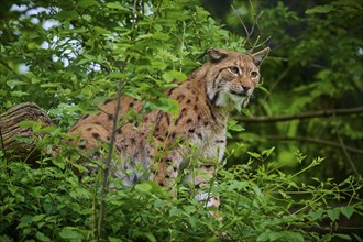 Eurasian lynx (Lynx lynx), sitting in the forest and observing attentively, its brown fur and