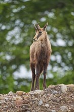 Chamois (Rupicapra rupicapra), standing on a rock and observing its surroundings, spring,