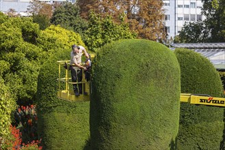 Tree care in autumn. Trees, ornamental shrubs and hedges are pruned at the Wilhelma Zoological and