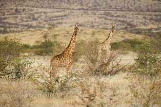 Angola giraffes (Giraffa camelopardalis angolensis), near Khowarib, Damaraland, Kunene Region,