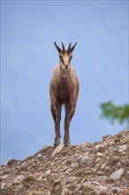 Chamois (Rupicapra rupicapra), standing on rocky ground and observing its surroundings, spring,