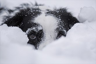 Close up of black and white dog hiding in snow. Generative Ai, AI generated