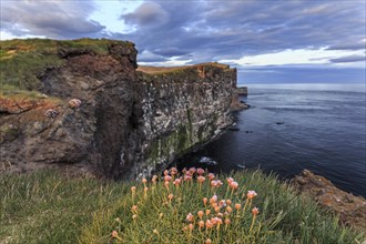 Flowers, cliffs, bird cliffs, sea, evening light, cloudy mood, summer, Latrabjarg, Westfjords,