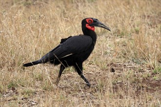 Red-faced hornbill, Southern ground hornbill, Red-cheeked hornbill, Southern hornbill, Kaffir