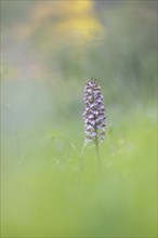 Close-up of a flower, spotted ragwort (Dactylorhiza maculata) on a green meadow on a spring