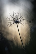 Silhouette of a seed head of a cowbell (Pulsatilla vulgaris) in the light, in front of a blurred