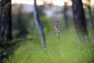 Close-up of a flower, spotted ragwort (Dactylorhiza maculata) on a green meadow on a spring