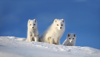 Three arctic foxes in the snow, one fawn and two pups, arctic fox, arctic fox, arctic fox, snow