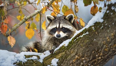 A raccoon in winter, studio, AI generated, AI generated