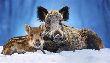 Female wild boar resting with young boar in the snow, AI generated, Studio, AI generated