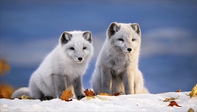 Two arctic foxes in the snow, Arctic fox, AI generated, Studio, AI generated