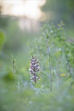 Close-up of a flower, spotted ragwort (Dactylorhiza maculata) on a green meadow on a spring