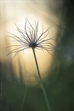 Silhouette of a seed head of a cowbell (Pulsatilla vulgaris) in the light, in front of a blurred