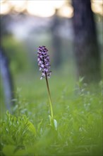 Close-up of a flower, spotted ragwort (Dactylorhiza maculata) on a green meadow on a spring