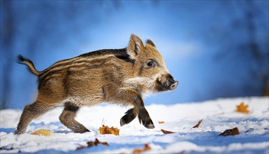 A wild boar in the snow, fresh boar, AI generated, studio, AI generated