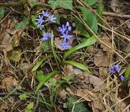 Alpine squill, Scilla bifolia, common bluebell, Alpine squill, two-leaf squill, wild hyacinth,