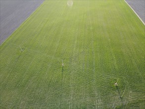 Agricultural area with winter wheat crops through which power lines pass
