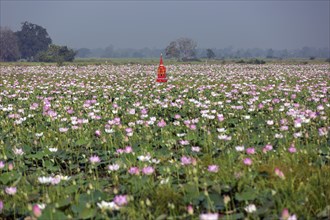 Blooming lotus field in Cambodia